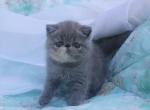 Fima - Exotic Cat For Sale - Hollywood&comma; FL&comma; US