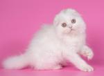 Timberlake - Scottish Fold Cat For Sale - Hollywood&comma; FL&comma; US