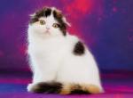Erika - Scottish Fold Cat For Sale - Hollywood&comma; FL&comma; US