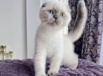 Kerry - Scottish Fold Cat For Sale - Hollywood&comma; FL&comma; US