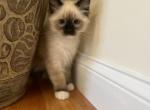 Ragdoll kitten male 1 - Ragdoll Cat For Sale - Boston&comma; MA&comma; US
