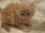 CFA Reg Champion Bloodline Red Male Persian Kitten - Persian Cat For Sale - Conyers&comma; GA&comma; US