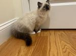 Ragdoll male 2 - Ragdoll Cat For Sale - Boston&comma; MA&comma; US