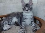 Faradei - Maine Coon Cat For Sale - Hollywood&comma; FL&comma; US