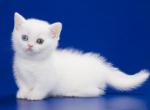 Frutt - Munchkin Cat For Sale - Hollywood&comma; FL&comma; US