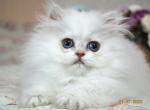 Nafanya - British Shorthair Cat For Sale - Hollywood&comma; FL&comma; US