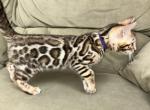 Villa - Bengal Cat For Sale - Boston&comma; MA&comma; US
