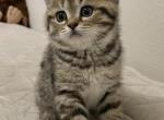 Sweetie - Scottish Fold Cat For Sale - Tukwila&comma; WA&comma; US