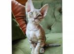 Tommy - Devon Rex Cat For Sale - Williamsburg&comma; VA&comma; US