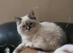 ON HOLD - Ragdoll Cat For Sale - Poplar Grove&comma; IL&comma; US