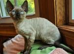Kyra - Devon Rex Cat For Sale - Williamsburg&comma; VA&comma; US