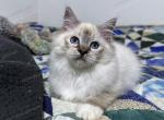 Gusty - Ragdoll Cat For Sale - Tuscaloosa&comma; AL&comma; US