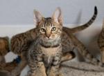 F4 Savannah Princess - Savannah Cat For Sale - Lakeland&comma; FL&comma; US