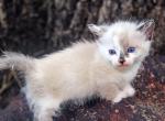 Smudge - Munchkin Cat For Sale - Vicksburg&comma; MS&comma; US