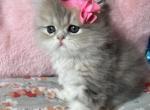 Ariel - Persian Cat For Sale - Fort Worth&comma; TX&comma; US