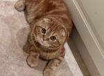 Cheeto - Scottish Fold Cat For Sale - North Richland Hills&comma; TX&comma; US