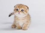 Duggi - Munchkin Cat For Sale - Hollywood&comma; FL&comma; US