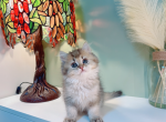 dollar - British Shorthair Cat For Sale - Staten Island&comma; NY&comma; US
