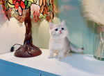 neney - British Shorthair Cat For Sale - Staten Island&comma; NY&comma; US