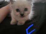 Siamese Ragdoll Female - Ragdoll Cat For Sale - Eau Claire&comma; WI&comma; US
