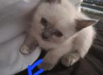 Siamese Ragdoll Female 3 - Ragdoll Cat For Sale - Eau Claire&comma; WI&comma; US