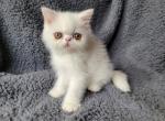 Cleo - Exotic Cat For Sale - Bois D Arc&comma; MO&comma; US