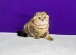 Afina butterfly tabby marbled spayed baby girl - Scottish Fold Cat For Sale - Los Angeles&comma; CA&comma; US