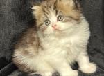 Tyson - Persian Cat For Sale - Callahan&comma; FL&comma; US