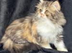 Allie - Persian Cat For Sale - Callahan&comma; FL&comma; US