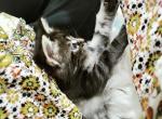 Mary - Maine Coon Cat For Sale - Westfield&comma; MA&comma; US