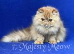 Cassandra - Persian Cat For Sale - Yucca Valley&comma; CA&comma; US