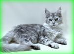 Cassie - Maine Coon Cat For Sale - New York&comma; NY&comma; US