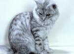 Cleopatra - Maine Coon Cat For Sale - New York&comma; NY&comma; US