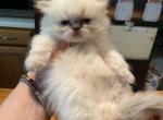 CFA Registered Blue Point Male Persian Kitten - Himalayan Cat For Sale - Conyers&comma; GA&comma; US