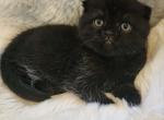 Winnie - Scottish Fold Cat For Sale - Grand Rapids&comma; MI&comma; US