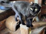 Suzzi Q - American Curl Cat For Sale - FL&comma; US