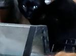 Thelma - Bengal Cat For Sale/Retired Breeding - FL&comma; US