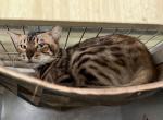 Lucy - Bengal Cat For Sale/Service - FL&comma; US