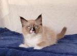 Blazie - Ragdoll Cat For Sale - Poplar Grove&comma; IL&comma; US