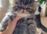 Female Persian 3 - Persian Cat For Sale - MA&comma; US