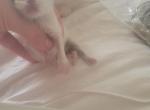Persian silver point female - Persian Cat For Sale - MA&comma; US