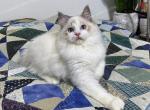 Thunder - Ragdoll Cat For Sale - Tuscaloosa&comma; AL&comma; US