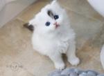 I V Y - Scottish Straight Cat For Sale - Fontana&comma; CA&comma; US