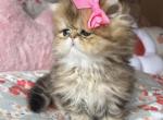 Fiaona - Persian Cat For Sale - Fort Worth&comma; TX&comma; US