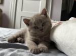 Zoey Lilac Scottish Straight - Scottish Straight Cat For Sale - Springfield&comma; MA&comma; US