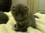 Asiya Grey Scottish Fold - Scottish Fold Cat For Sale - Springfield&comma; MA&comma; US