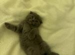 Benny Grey Scottish Fold - Scottish Fold Cat For Sale - Springfield&comma; MA&comma; US