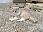 CHICAGO - Exotic Cat For Sale - TN&comma; US