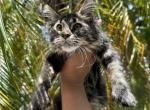 Alex - Maine Coon Cat For Sale - Hollywood&comma; FL&comma; US