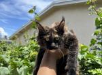 Bailey - Maine Coon Cat For Sale - Hollywood&comma; FL&comma; US